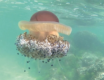 Meduse in Adriatico: termometro del mare che si scalda