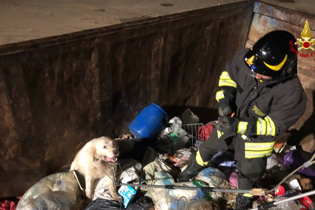 Il cagnone salvato dai vigili del fuoco