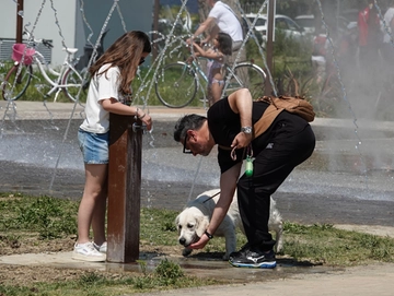 Caldo e animali domestici, le regole per difenderli dai rischi