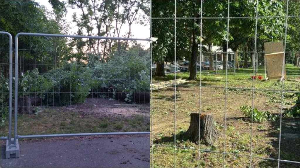 Gli alberi tagliati di notte nel cantiere del nido Cavazzoni sono dei tigli. Circa 80 persone hanno animato la protesta contro la decisione del Comune di Bologna  (FotoSchicchi)