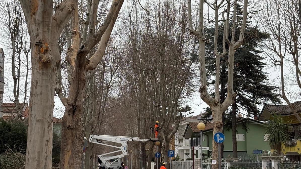 Potature degli alberi in via Costa