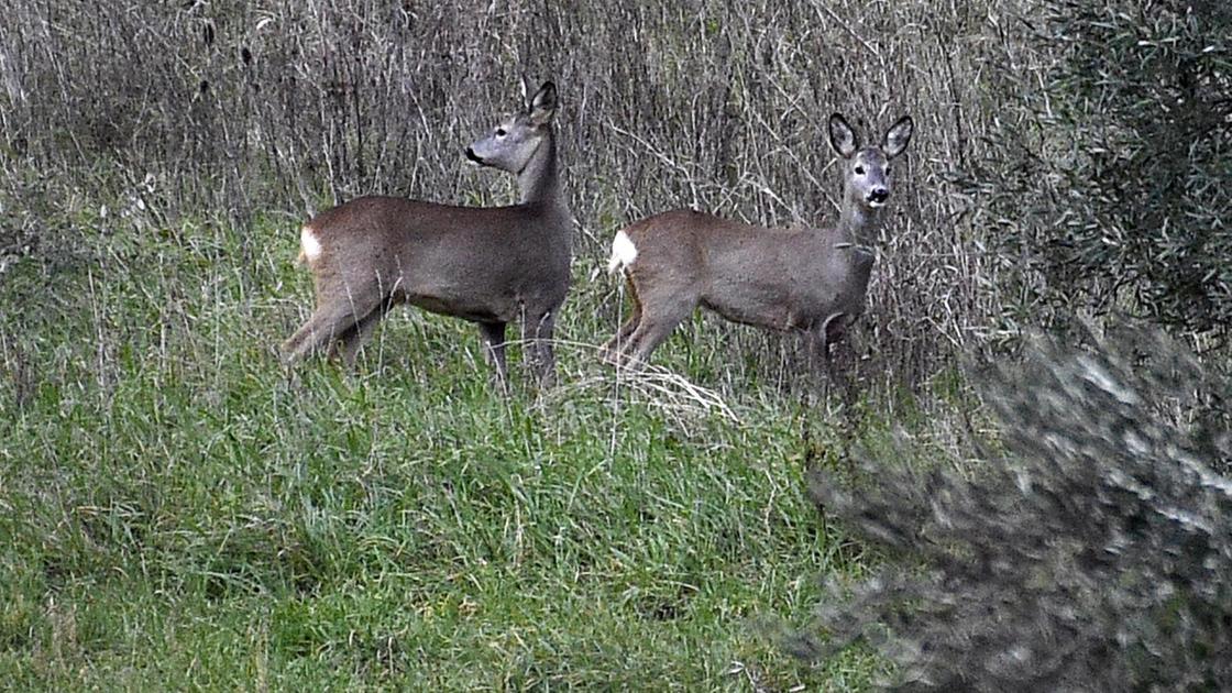 Animali selvatici per le strade: "Caprioli specie in espansione, uno spettacolo vederli in città"