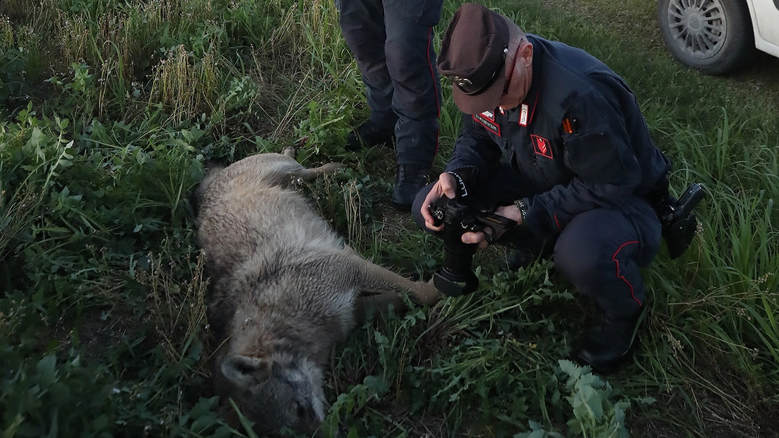 Il lupo senza vita rinvenuto nelle campagne di Sant’Antonio (foto Zani)