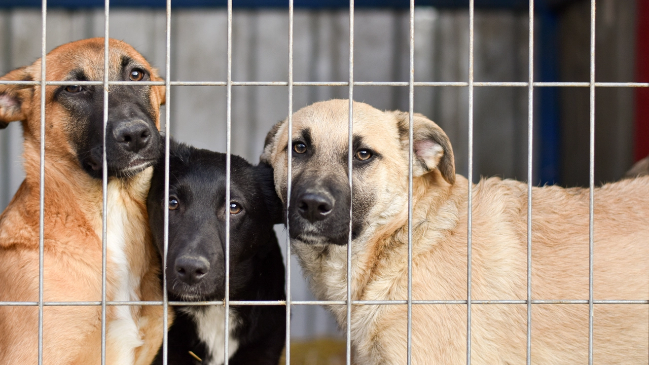 Animalisti al Tar contro il Comune: sbagliata la multa per chi rinuncia al cane