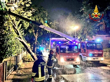 Allerta maltempo, albero si abbatte su una casa a Cesenatico