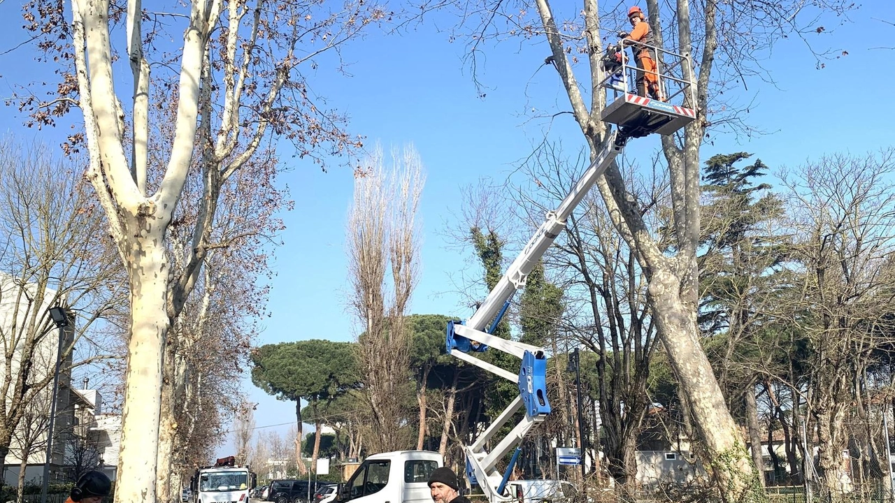 Una squadra di potatori della società municiplaizzata Cesenatico Servizi durante i lavori di potatura