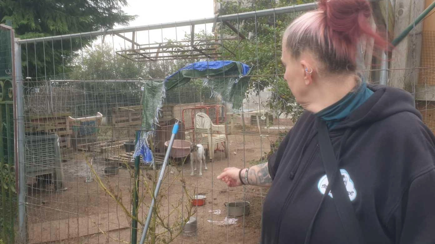 "Troppi cani per una persona sola. Condizioni igieniche al limite"