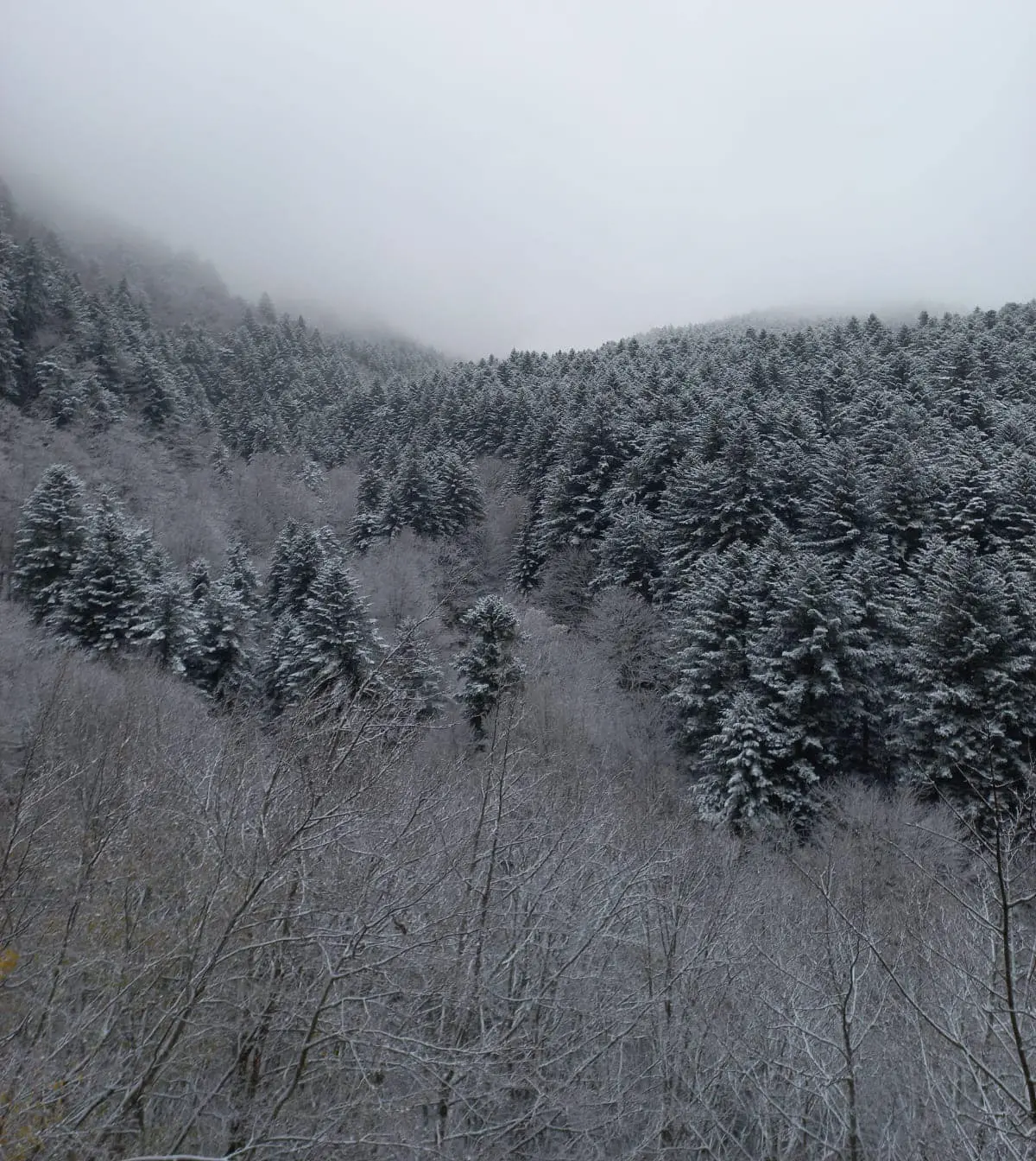 Appennino Forlivese imbiancato: è caduta la prima neve