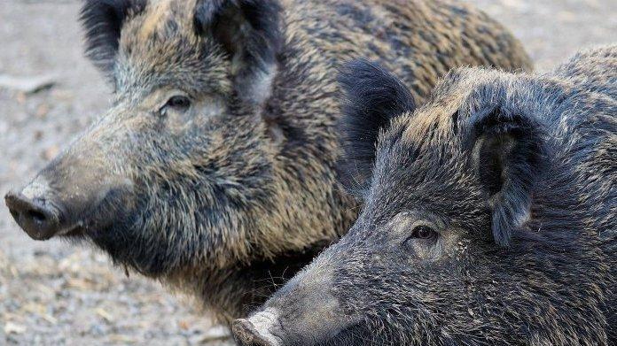 Invasione di cinghiali sul Titano. Doppiette pronte a fermarli