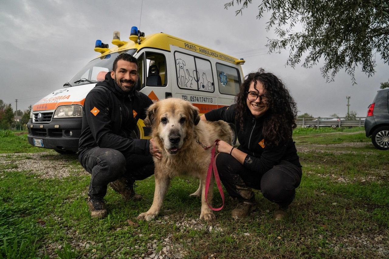 Fra i 55 cani evacuati dalla LAV c'è anche Poldo