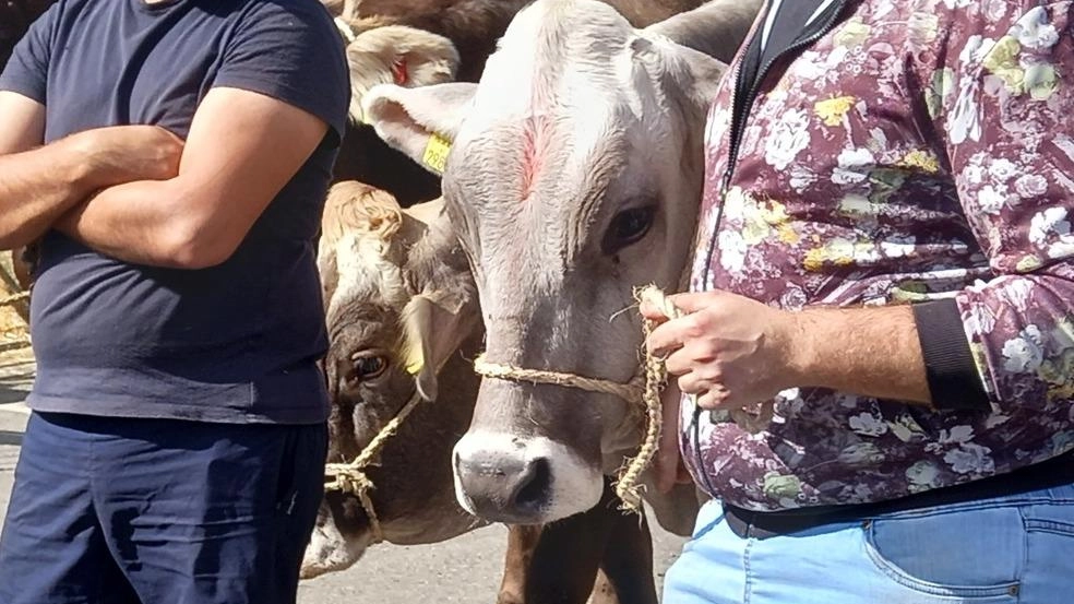 Ci sarà anche la mostra dei bovini