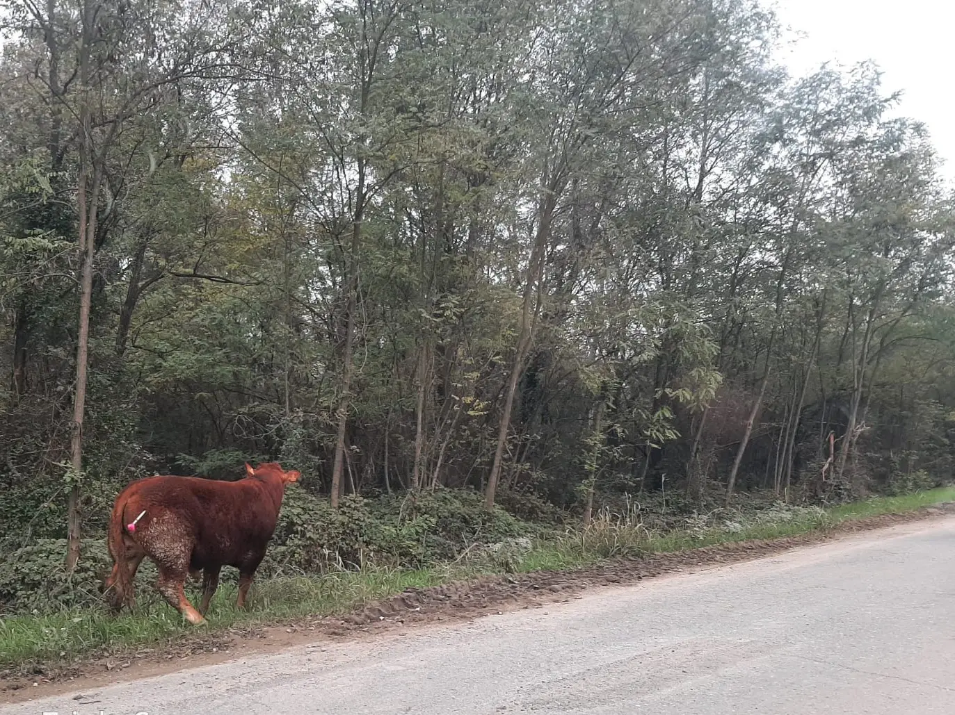 Toro di 300 chili in fuga a Modena, scatta l’operazione per il recupero