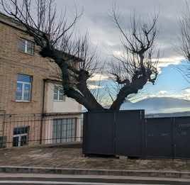 "Liberiamo i tigli di piazza. Leopardi"