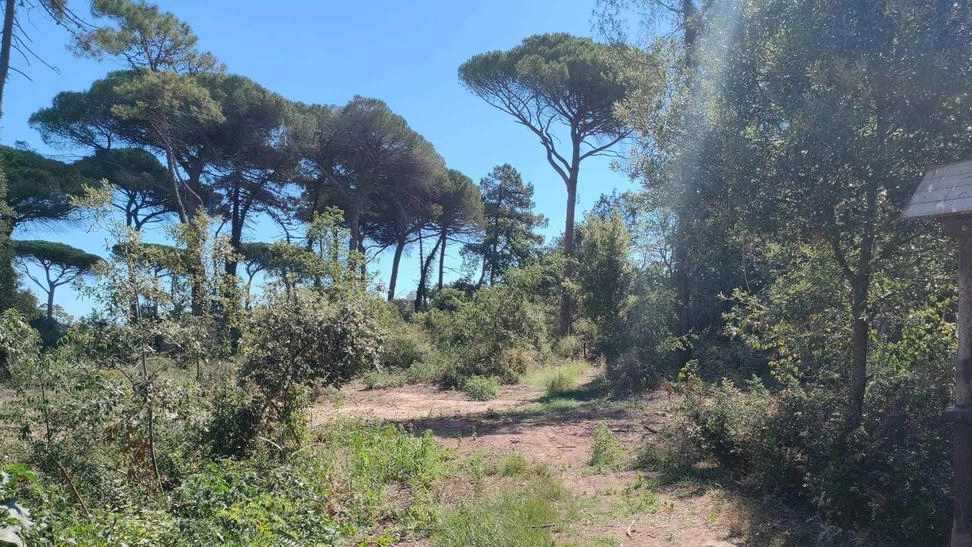 Verranno piantumate 4.600 piante forestali nelle zone dell’interne dell’area verde, oltre a 600 alberi. L’assessore Bosi: "Curiamo il nostro ’giardino zoologico’"