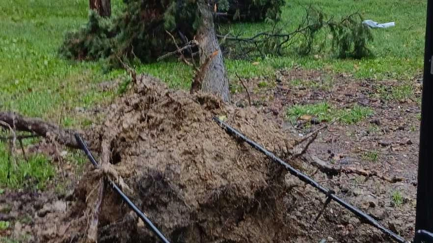 Un altro albero abbattuto lungo la ciclabile di viale della Liberazione. È una delle tante "vittime" vegetali del maltempo di...