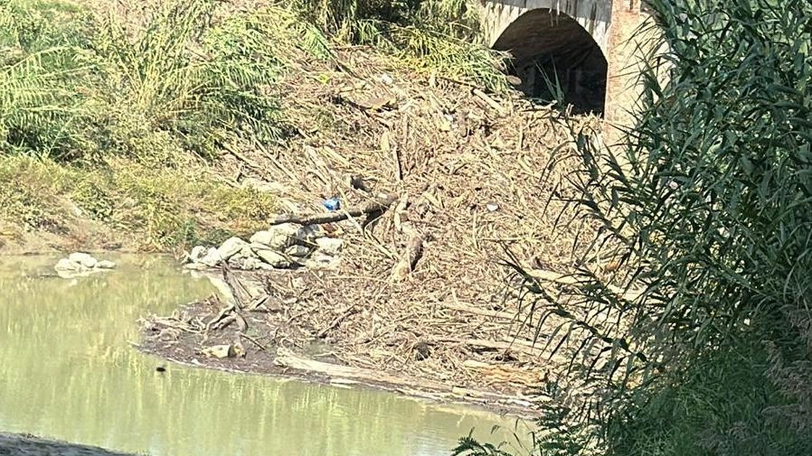 Un’immagine della preoccupante situazione del fiume Montone all’altezza del ponte della ferrovia