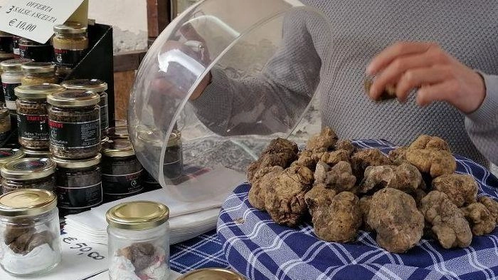 Attesa per il tartufo d’Apecchio