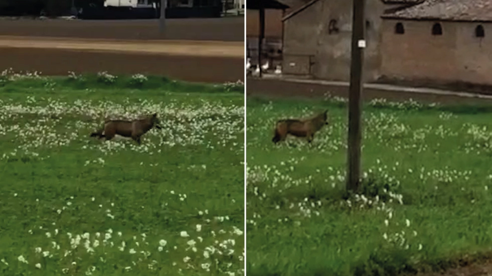 Avvistati due lupi vicino al carcere di Rimini: fermo immagine dal video
