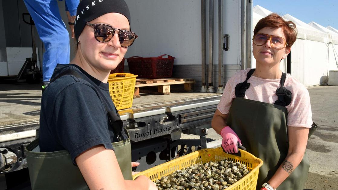 Granchio blu, a rischio le ultime vongole. Le coop non hanno i soldi per la vigilanza