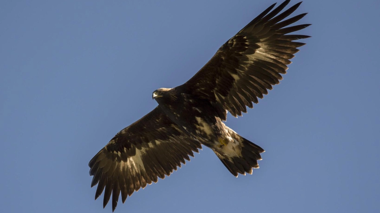 Un’aquila reale in volo sull’Appennino (Foto Daria Victorini)