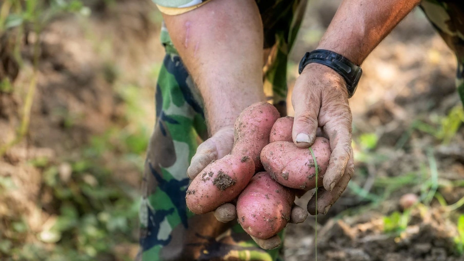 Borgo Pace celebra la patata rossa: "Ma servirebbero nuovi agricoltori"