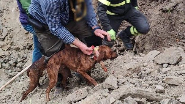 Stavano inseguendo un istrice. Intervenuti i vigili del fuoco