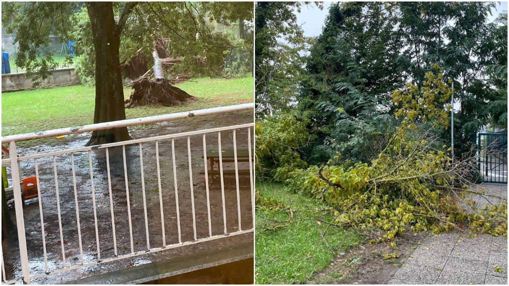 L'albero caduto nel giardino della scuola materna Scarlatti a sinistra. A destra alberi caduti alla elementare Saliceto Panaro