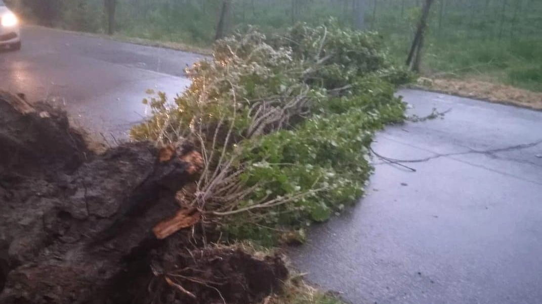 Interventi in Bassa per danni da forte vento: piante cadute a Guastalla, black out e danni a edifici. Sicurezza pista ciclopedonale del lido chiusa. Avarie elettriche e danni a tegole segnalati.