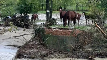 L’azienda agricola si trova a Pianoro, dove a causa della piena è morto Simone Farinelli. L’intervento dei vigili del fuoco con mezzi speciali per aiutare gli animali