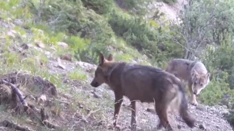 Un ‘nuovo’ lupo solitario è apparso nella zona appenninica di Fiumalbo, protagonista di un assalto a sei cervi sulle penici...