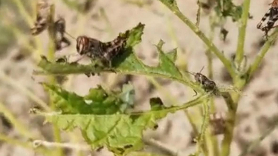 Alcuni esemplari di cavallette nella zona del Cesenate Il fenomeno di invasione di questi insetti continua ad essere diffuso nel nostro territorio (foto Ravaglia)