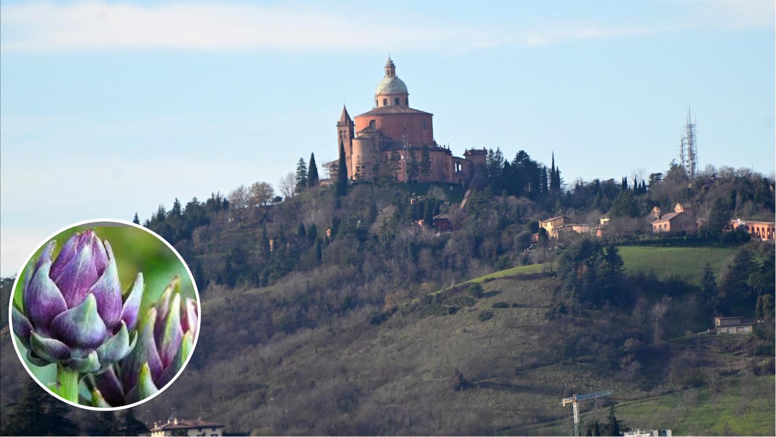 Alla scoperta del carciofo di San Luca