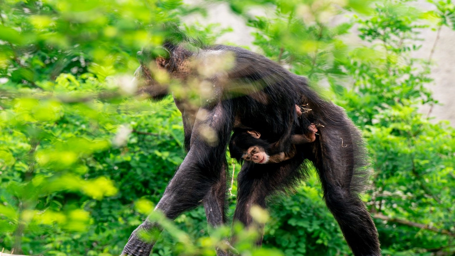 Tom, il cucciolo di scimpanzè nato al Safari Ravenna