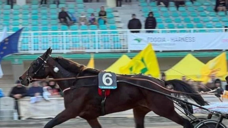 Il comune di Francavilla d’Ete presenta Dany Capar come cavallo per il Palio dei Comuni. L'evento si terrà il 10 novembre a Piane di Montegiorgio, coinvolgendo 24 comuni di tre regioni.