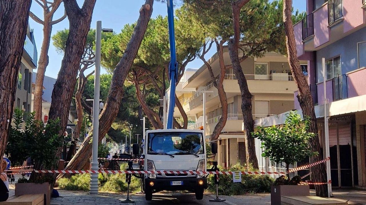 Alcuni negozianti di viale Dante a Riccione contestano il taglio della pianta segnalata da mesi