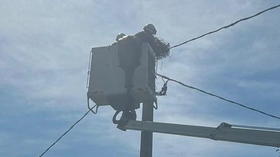 I tecnici di Enel ricostruiscono il nido di cicogne a Gavassa