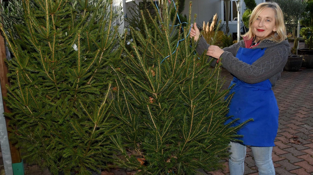 Quanto è caro il Natale. Alberello, festoni e presepe. Nella capanna giostra di prezzi