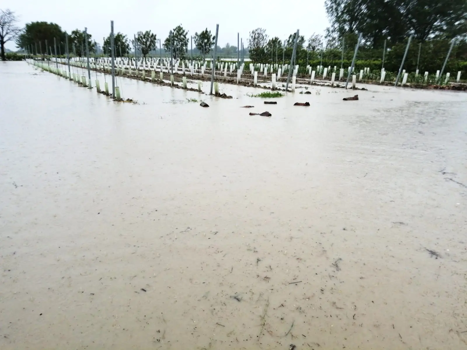 Anche l’agricoltura va sott’acqua: “Gravi danni alle colture orticole”