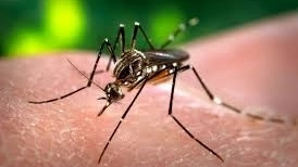 Un caso accertato di Dengue in una persona residente a Cervia 