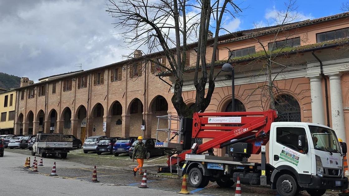 Verde pubblico e sicurezza, potature dal centro alle frazioni