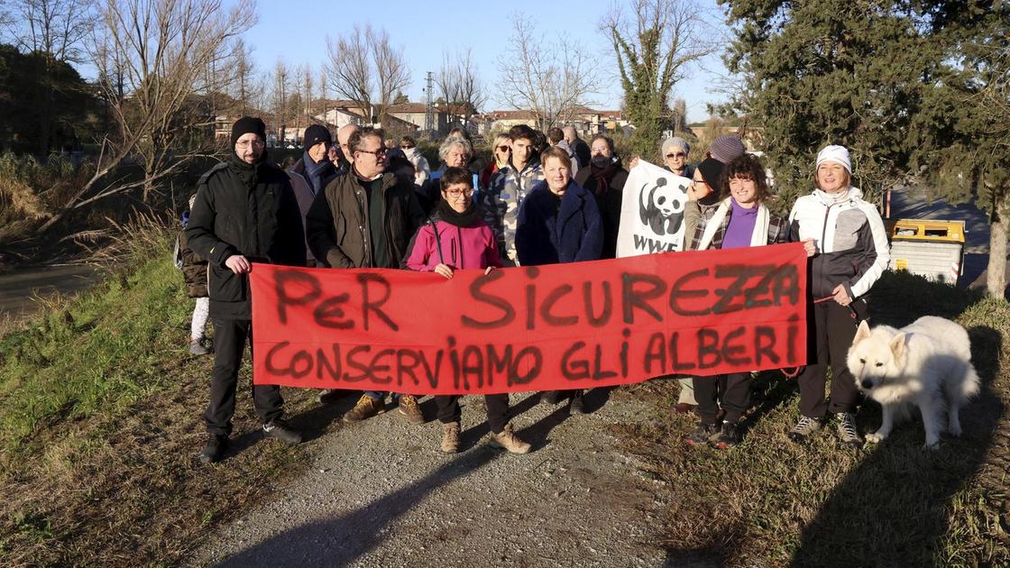 Alberi abbattuti lungo il Savio: "Il Comune ha il dovere di vigilare"