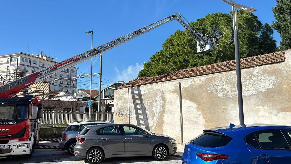 Si schianta a terra un pino marittimo. Un muro evita che finisca sulla strada