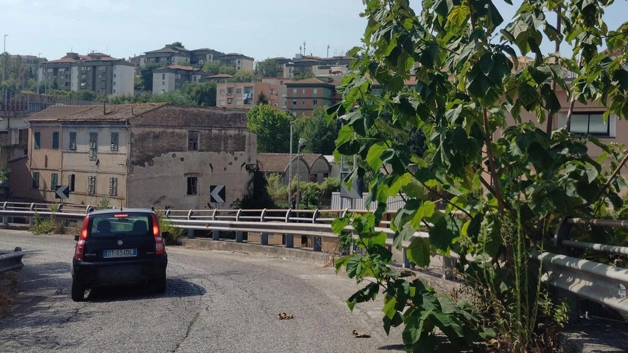 Nell'estate anconetana, un albero cresciuto in modo selvaggio minaccia la sicurezza sulla rampa dell'Asse Nord-Sud. L'intervento di manutenzione annunciato è stato rimandato, lasciando la strada in uno stato pericoloso.