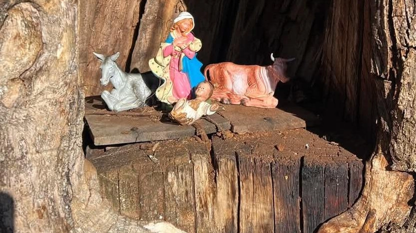 La scena della Natività ha trovato spazio nell’incavo di un albero secolare nel castagneto accanto all’ex seminario