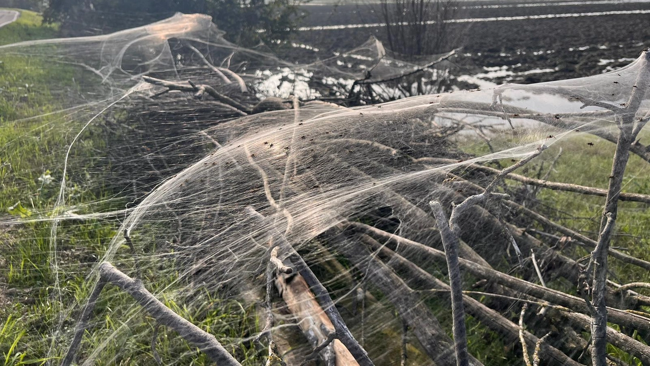 Le ragnatele giganti che hanno ricoperto la campagna emiliana come a festeggiare Halloween