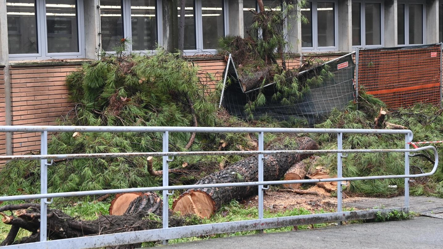 Cade un pino sulla scuola. Tanto caos, nessun ferito