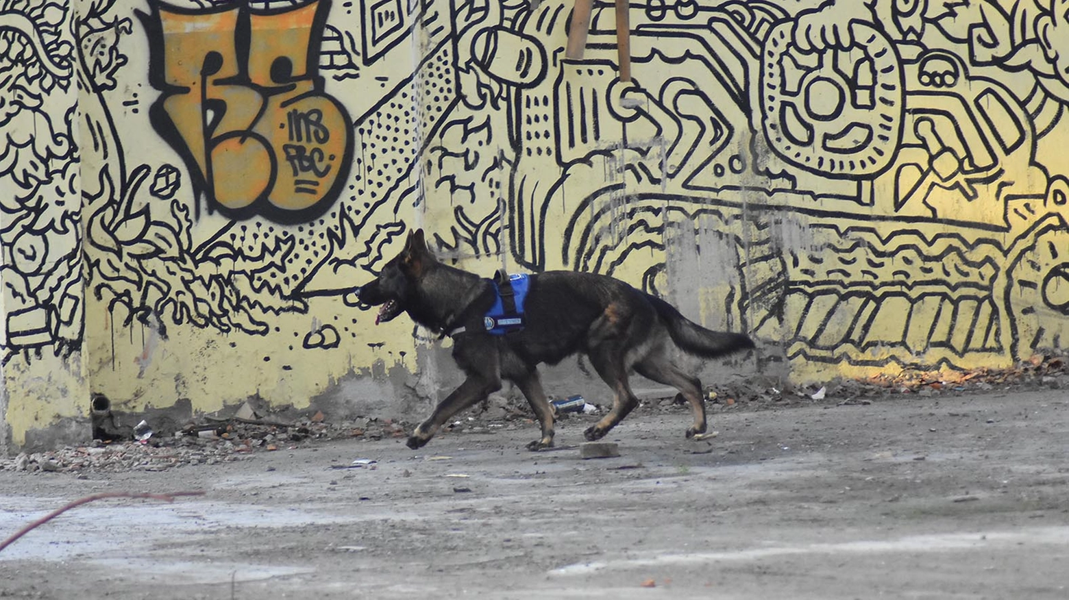 Il cane antidroga Victor al lavoro in Piazzale Europa