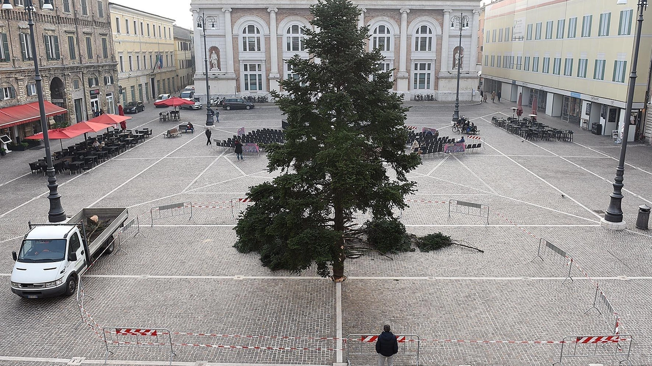 L’abete greco, alto oltre nove metri, che troneggerà in piazza del Popolo