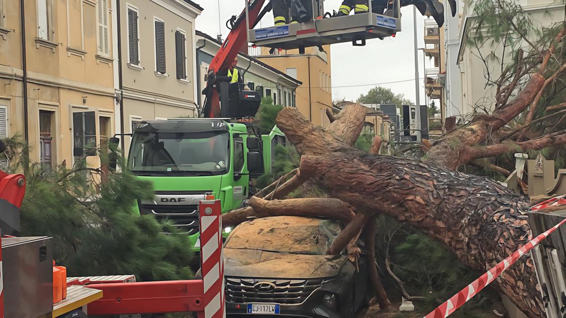 Vento e pioggia fanno danni. Cade giù pino secolare colpite due auto in sosta