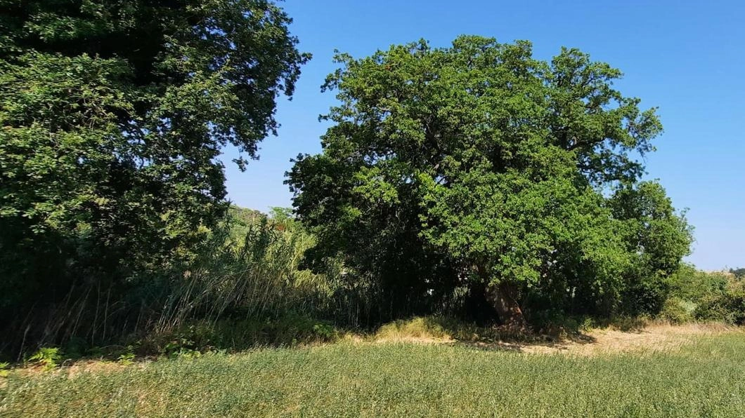 Il ministero dell’Agricoltura e delle Foreste l’ha inserita nell’elenco nazionale. Il circolo Pungitopo che l’ha segnalata esprime "enorme soddisfazione"